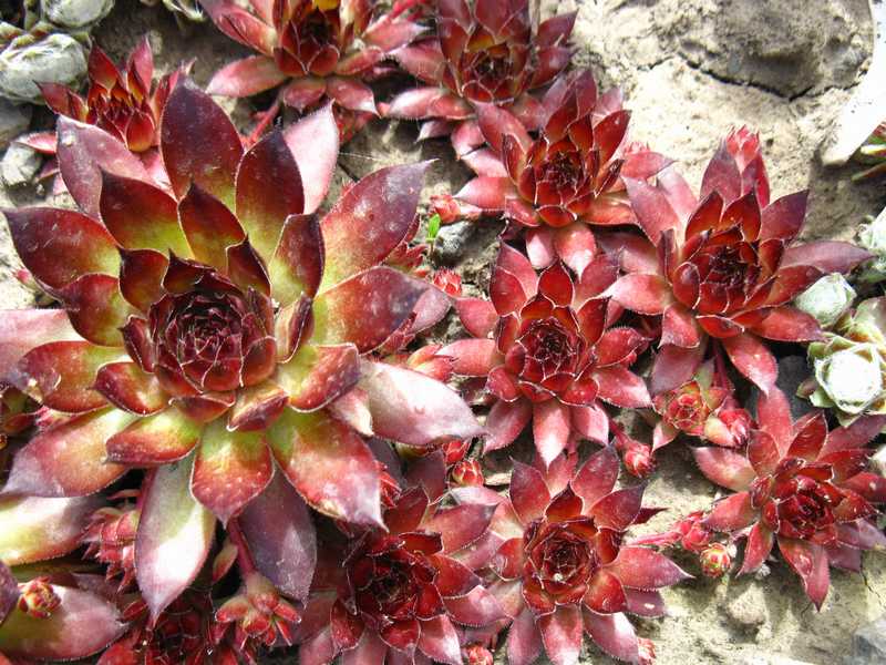 семпервивум - цветы для альпийской горки 