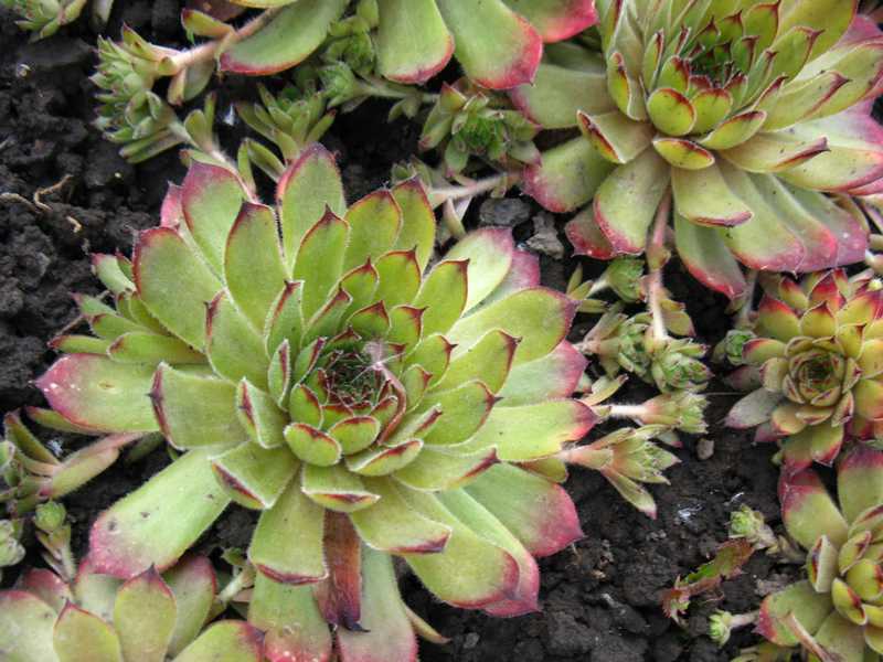 семпервивум - цветы для альпинария 
