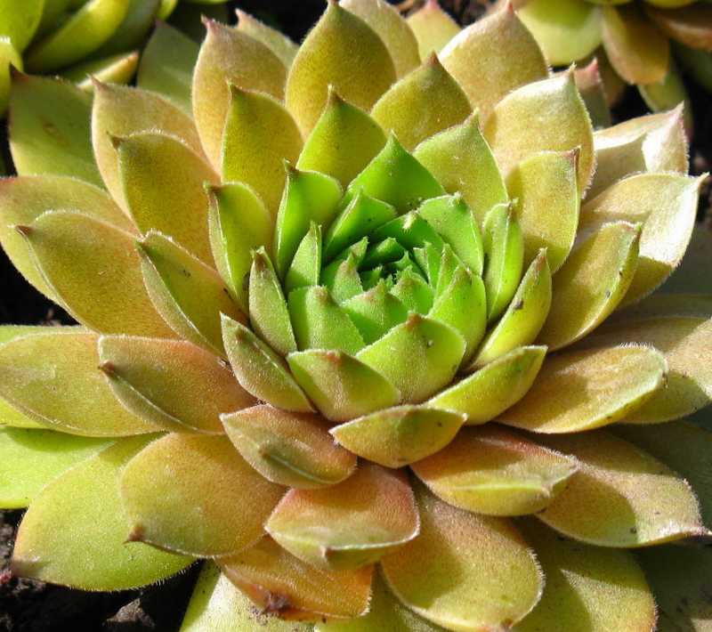 Sempervivum