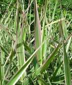 злаковые декоративные травы