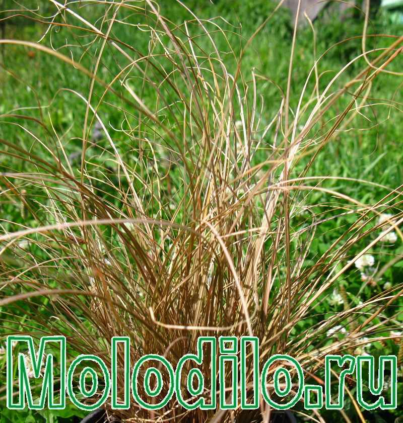 осока, декоративная трава номер 12 - фото осоки